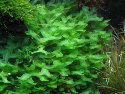 Моносолениум (Monosolenium tenerum), 3 гр